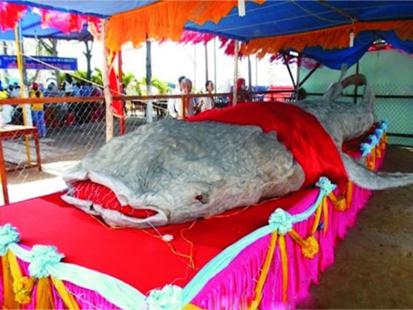 Best Of Vung Tau Tour From Phu My Port